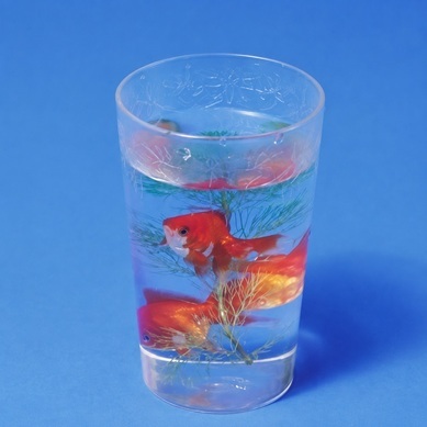 Fish Appearing Glass