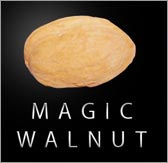 Magic Walnut (pair) by Magic Latex
