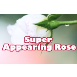 Super Appearing Rose by Nelson De La Prida